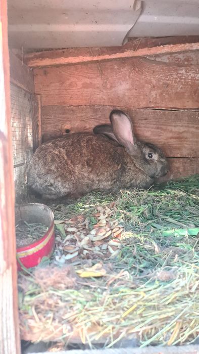 Króliki samice i młode