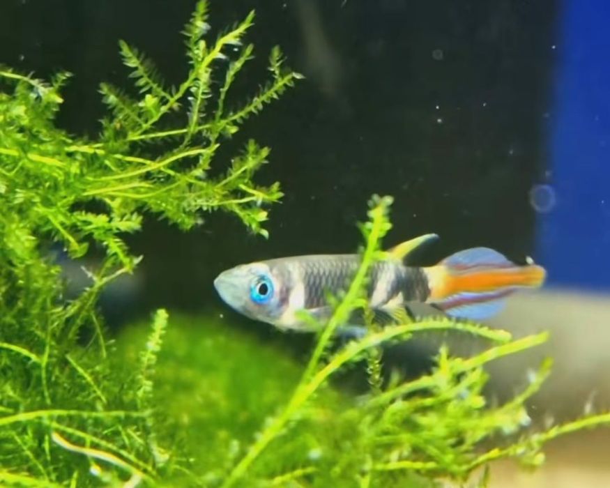 Szczupienczyk karlowaty