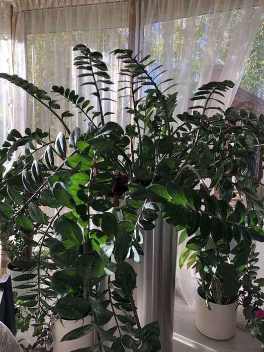 Заміакулькос (на продаж йде маленький)