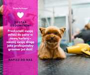 Kurs groomingu | Kurs groomerski | Kurs strzyżenia psów
