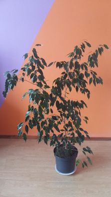 Fikus (figowiec) benjamina