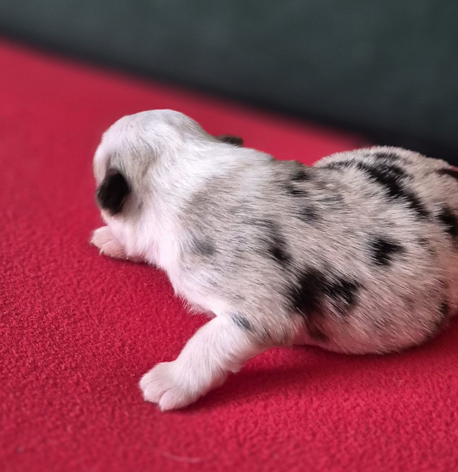 Miniaturowy owczarek amerykanski