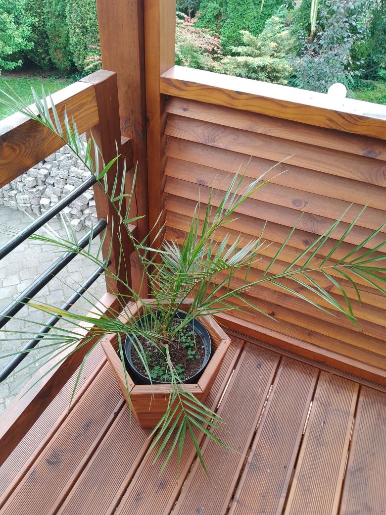 Palma daktylowa kanaryjska  na taras, balkon czy do ogrodu