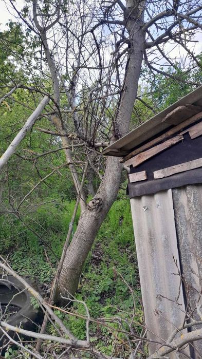 Дерево орех яблоня