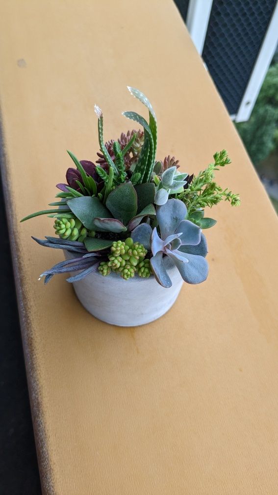 Флораріуми із сукулентами та кактусами  у бетонних та скляних кашпо.