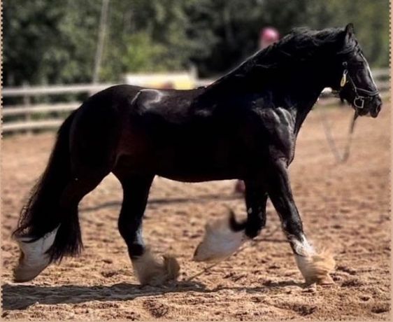 Ogier Tinker / Irish Cob