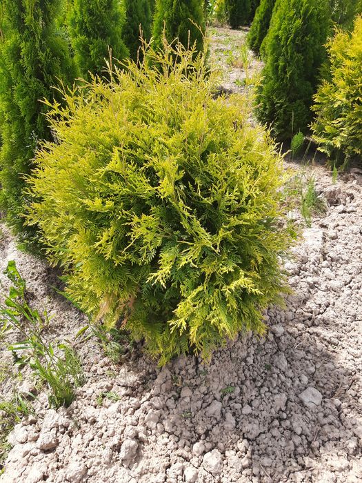Tuja thuja Europa Gold,Gold globe, Columna