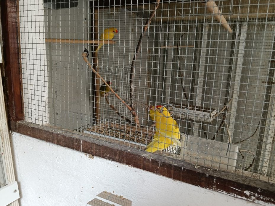 Vendo kakarikis já grandes