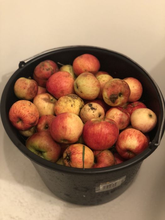 Jabłka 8 kg bez oprysku, recznie zbierane
