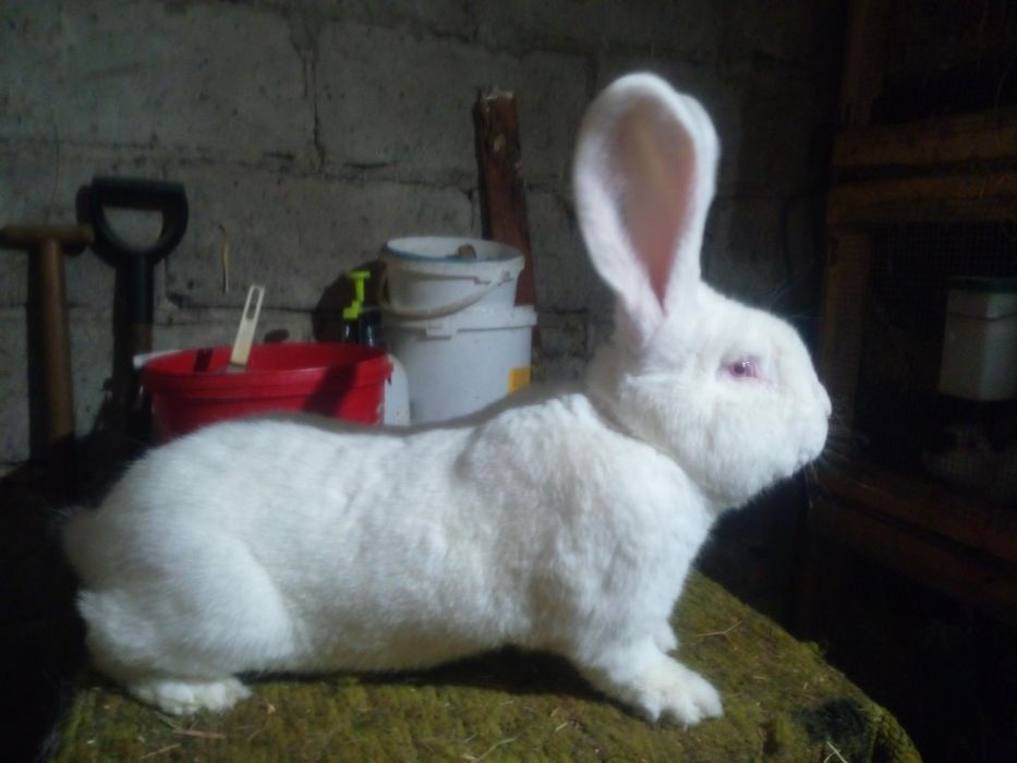 Sprzedam belgijski olbrzym