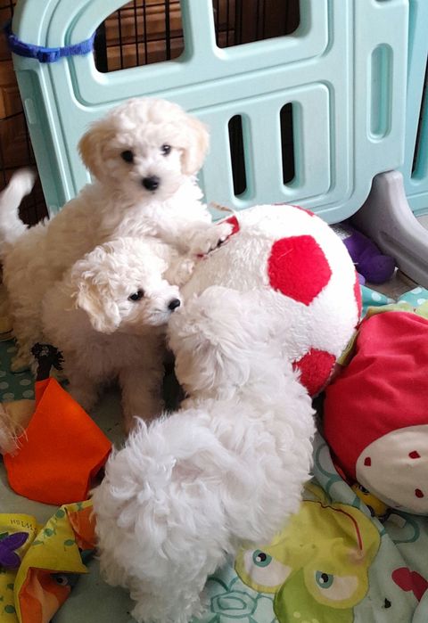 Bichon frise sunia