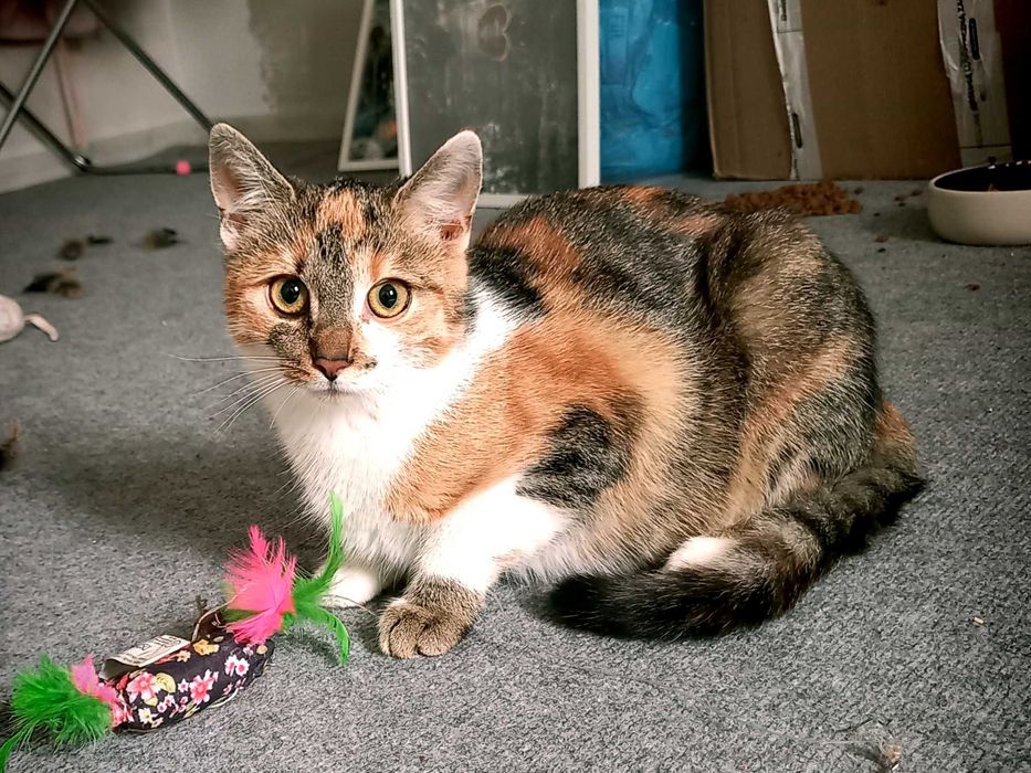 Tricolorka ok 4 miesięczna do adopcji kot kotka