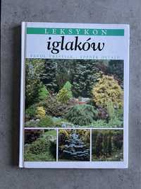 Leksykon iglaków Ogrodnictwo poradnik Vrestiak drzewa krzewy