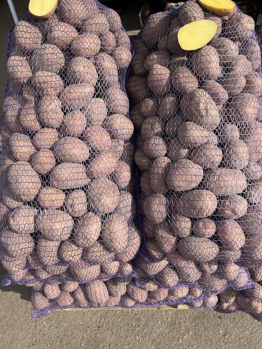 Картошка Лук КАПУСТА (КУБАНКА, БЕЛАРОСА, Королева Анна)