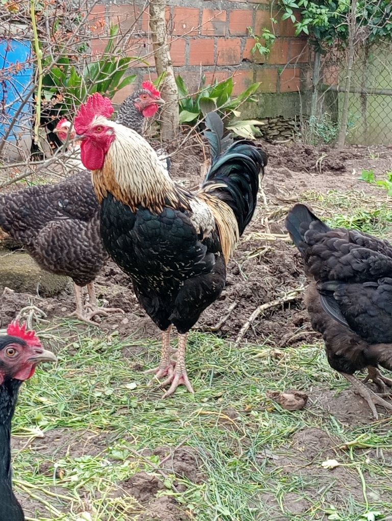 Ovos galados de galinhas caseiras