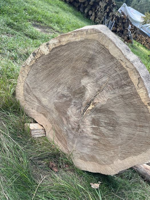 Plastry Dębowe 100cm