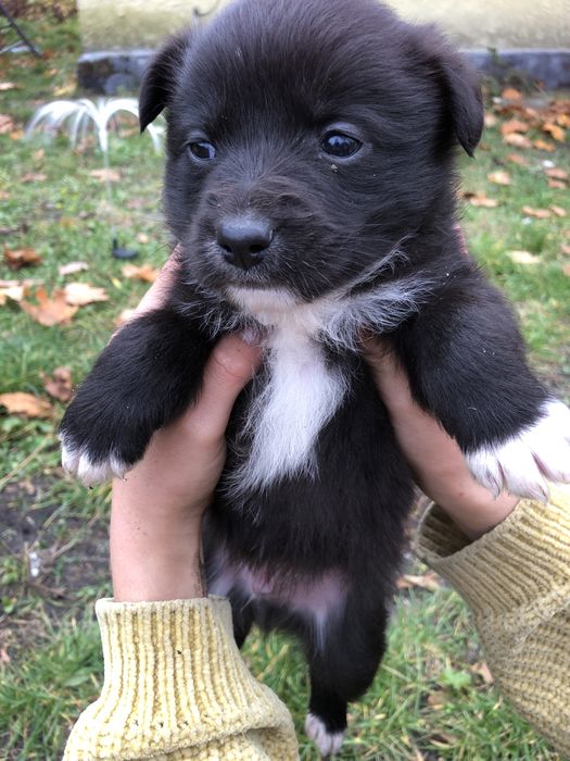 Віддам щеняток в добрі руки