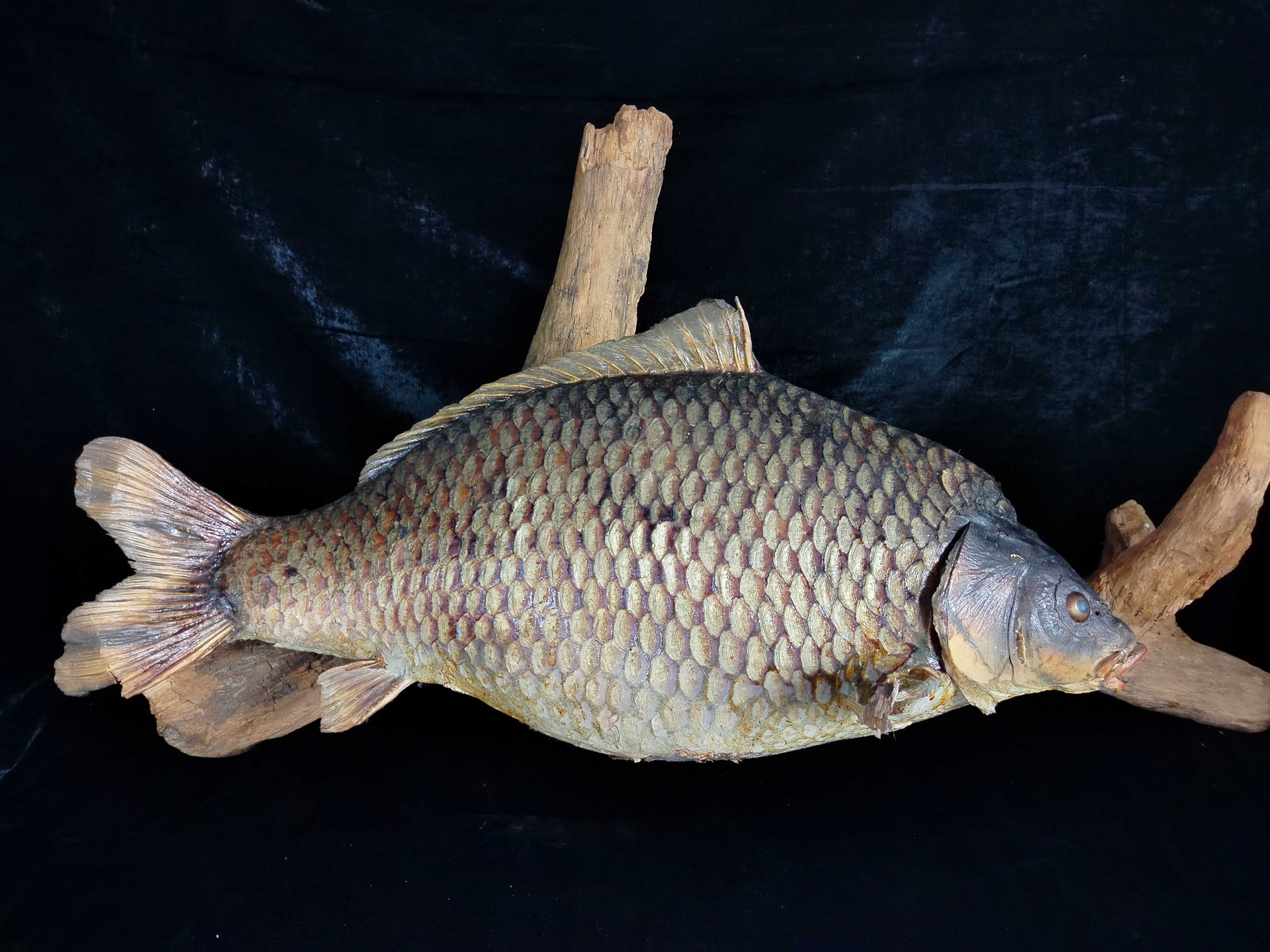 Wielki spreparowany Karp dekoracja na łowisko potwór DR1090
