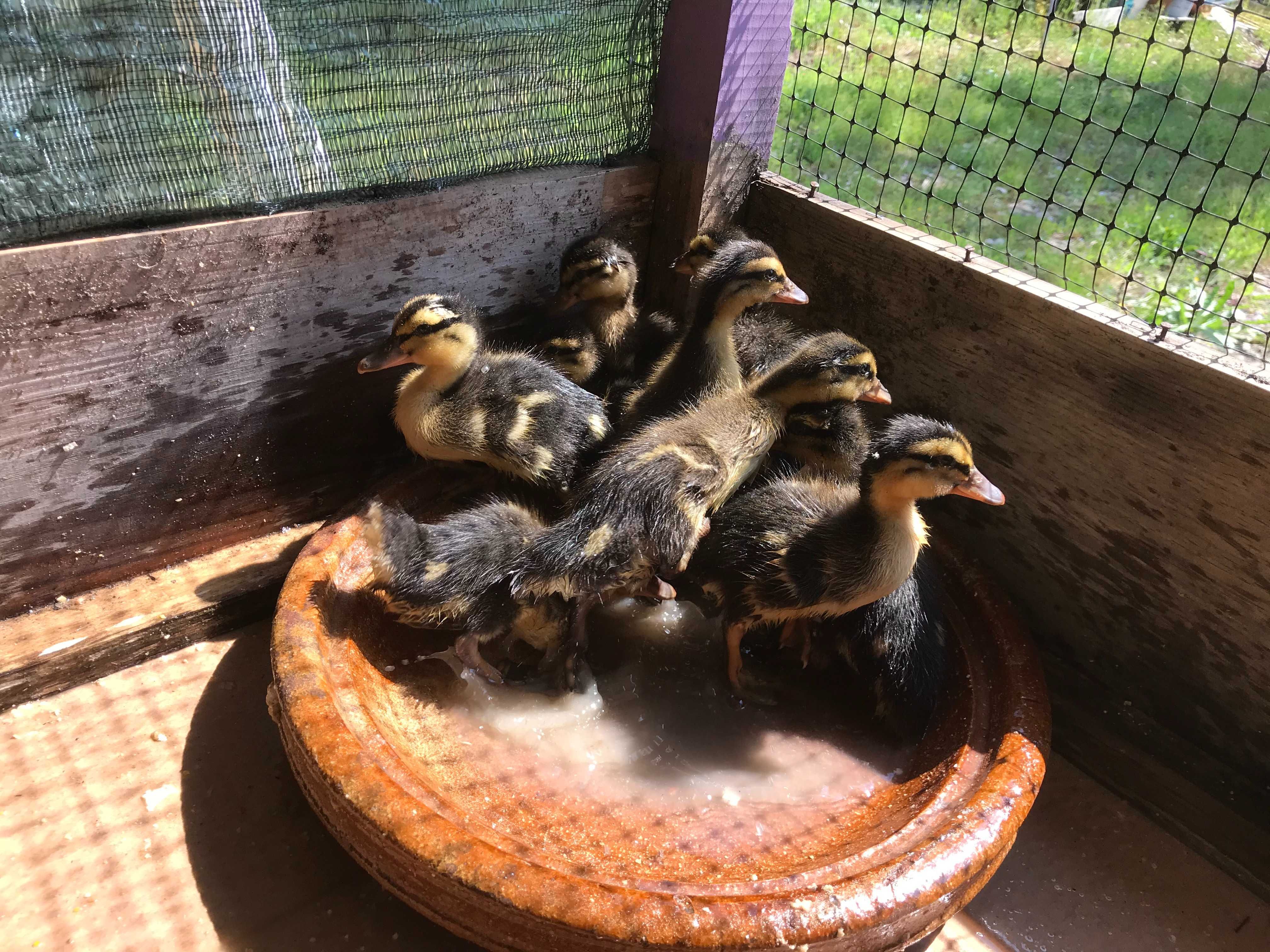 Patos Rouen BIO, para criar, adultos e ovos fecundados