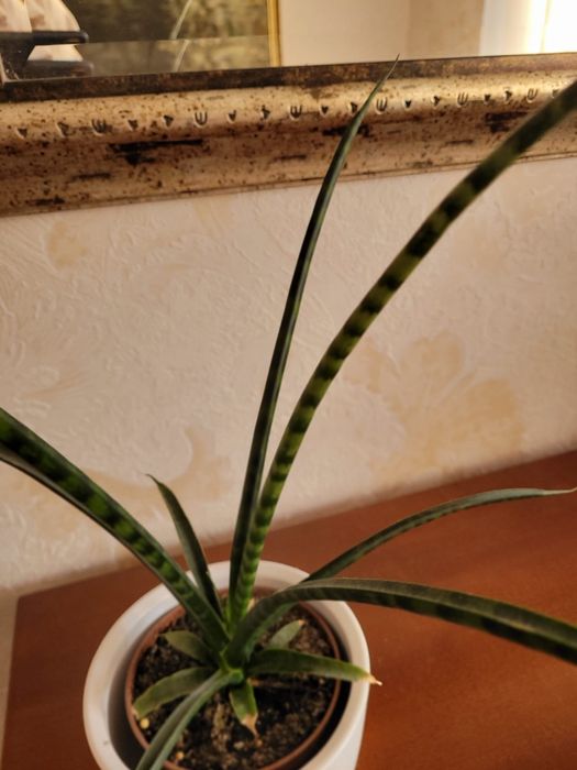 Roślina doniczkowa .Sensewieria