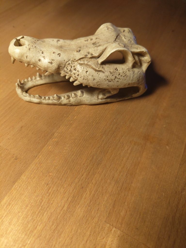 Sztuczna czaszka krokodyla do terrarium