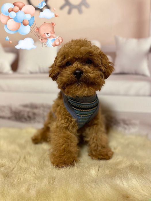 Красунчик мальтіпу! Міні хлопчик! Мальтипу