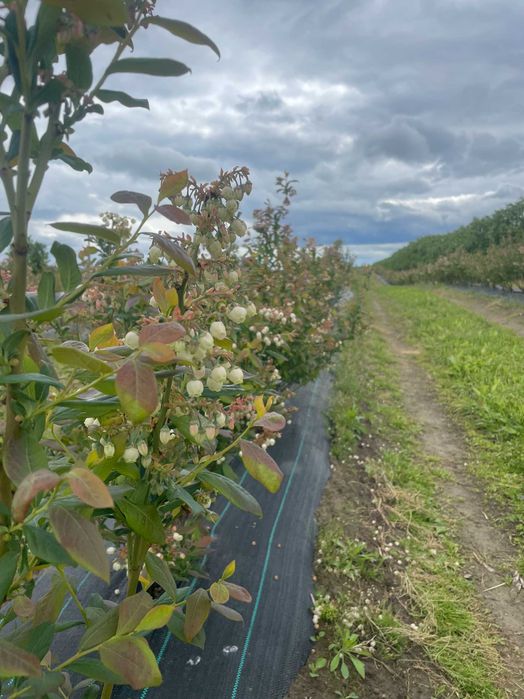 Agrotkanina z otworami 110g wieloletnia Borówka agrowłóknina tuje 100m