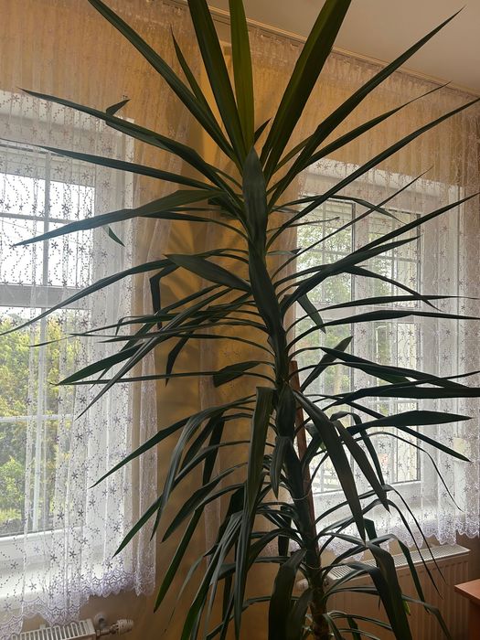 Yucca domowa, piękny kwiat