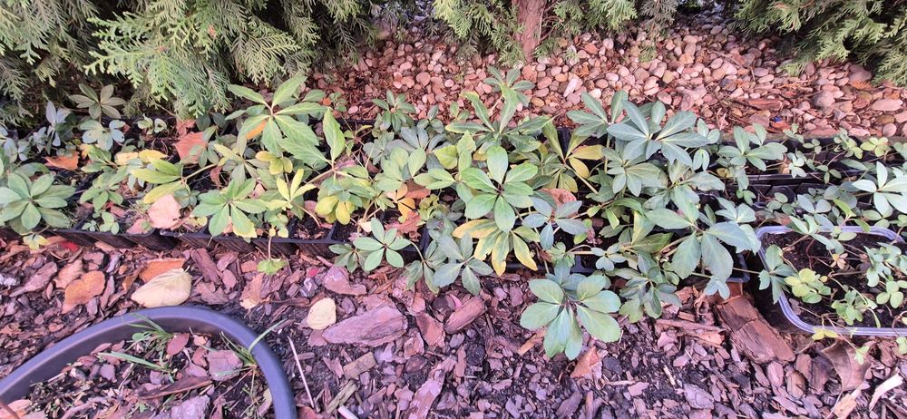 Ciemiernik biały zimowa róża