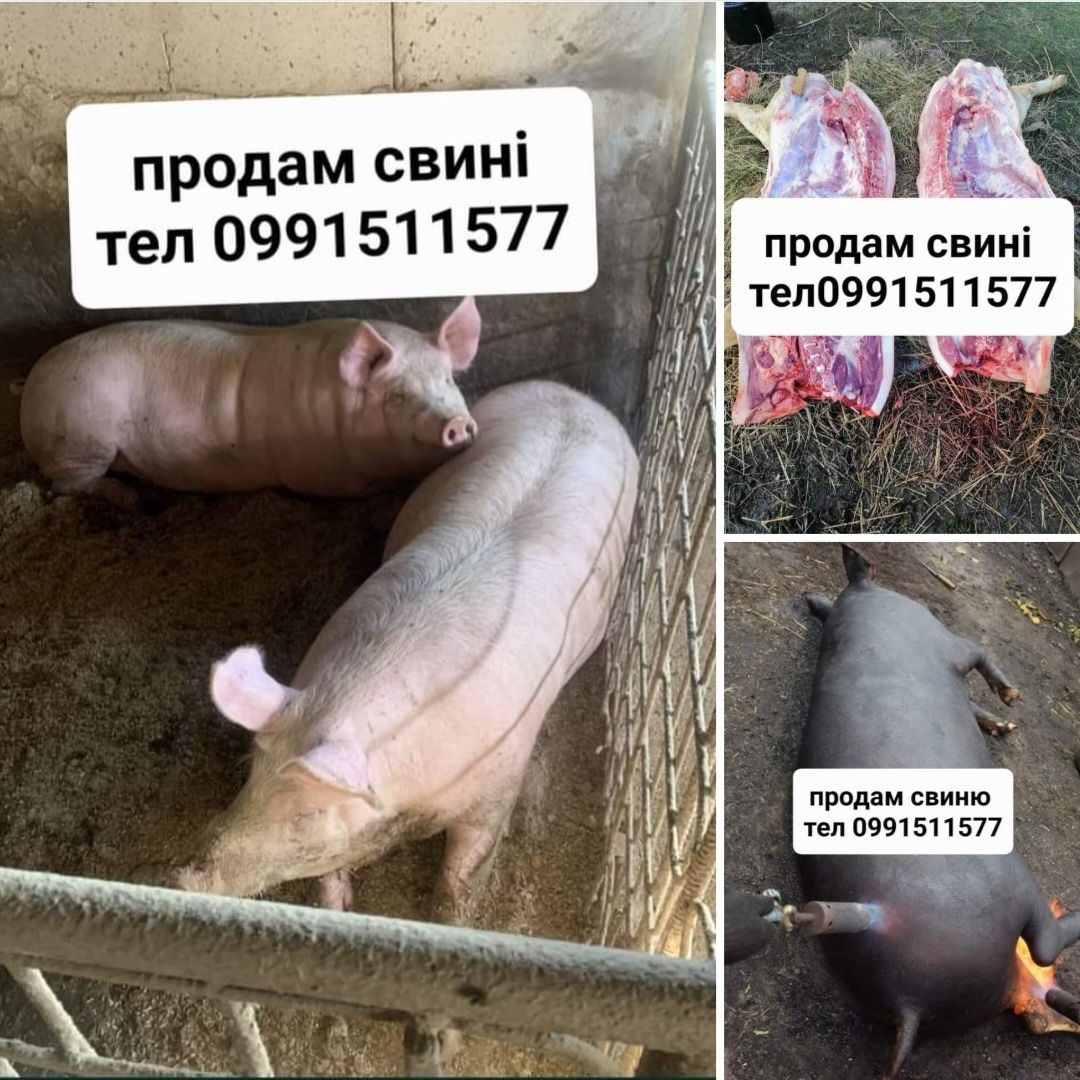 Продам  свині +доставка по районах