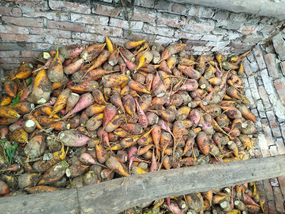 Буряк кормовий в наявності 7 тонн