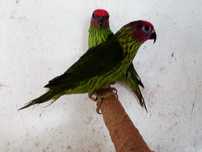 Aves - Papagaios - Loris/Goldiei