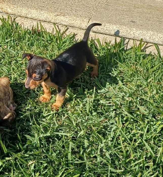 Macho pinscher miniatura