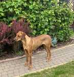 Rhodesian Ridgeback LIKWIDACJA HODOWLI Wybitnie Wystawowa  dziewczynka