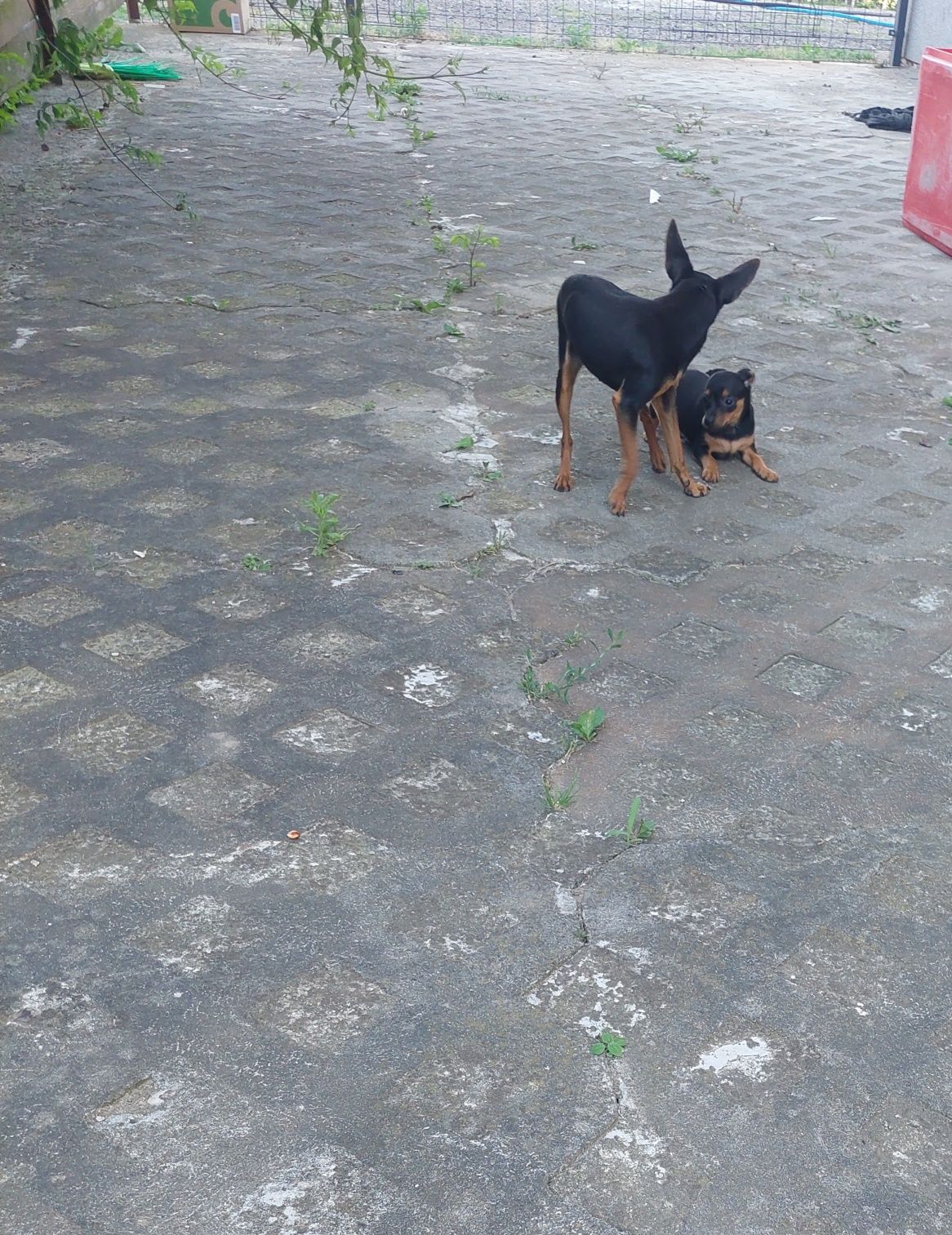 Pinczer miniaturka