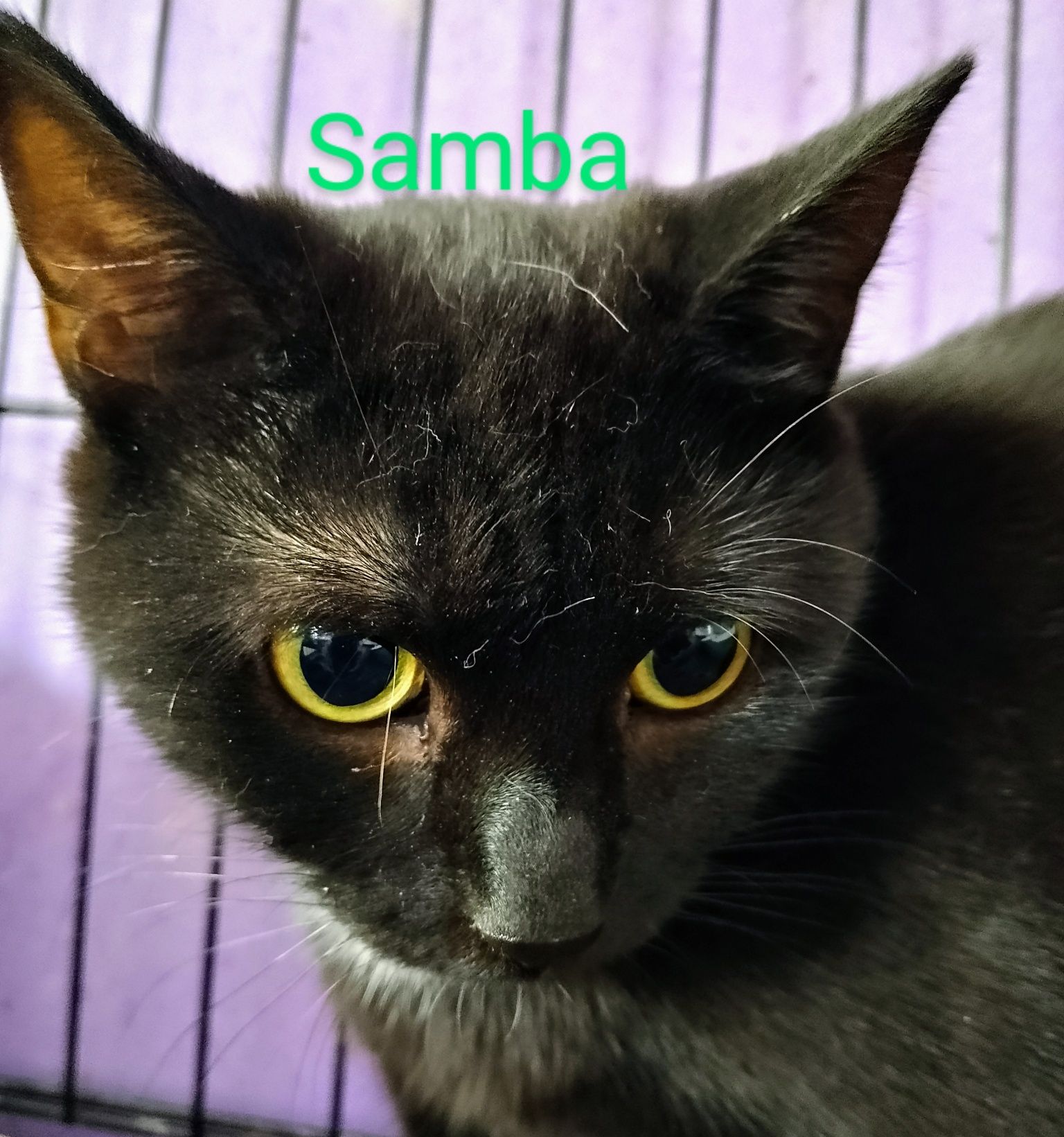 Młoda koteczka Samba do pilnej adopcji