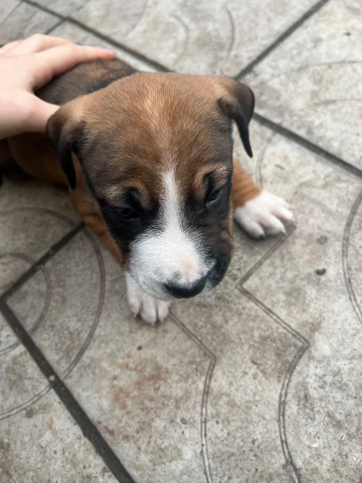 Отдам щенят в добрые руки