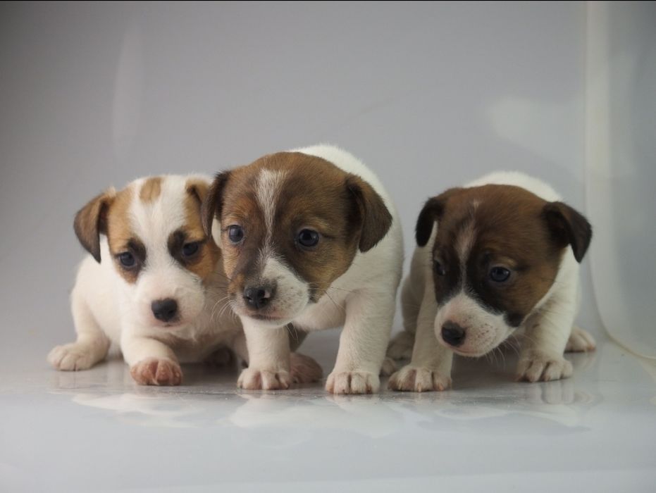 Jack Russell Terrier FCI SUCZKA