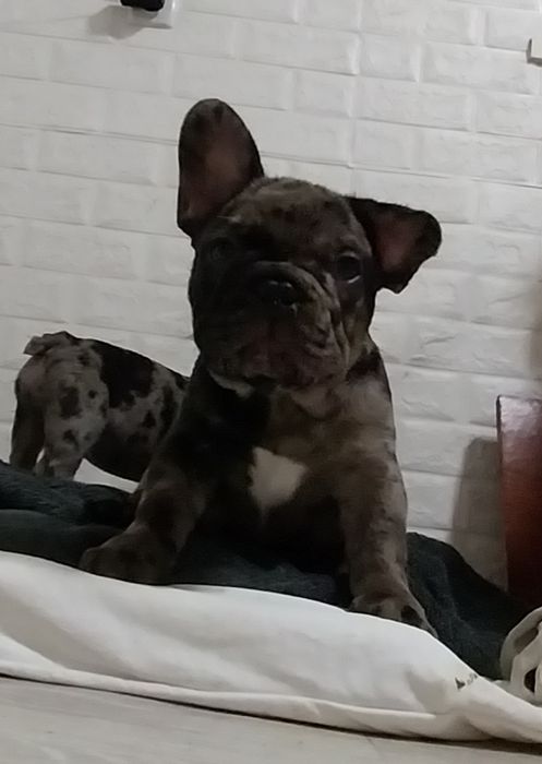 Мальчик французский бульдог