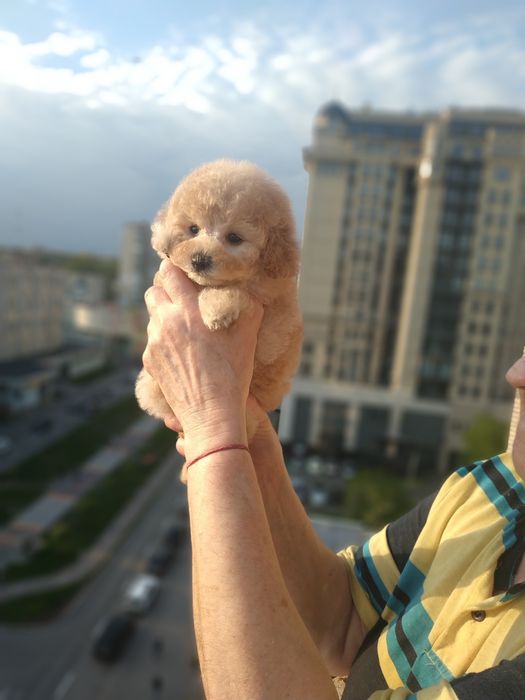 Мини милаш  мальтипу  мальчик.