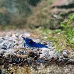 Neocaridina davidi (Var. Blue Dream) - Indisponivel