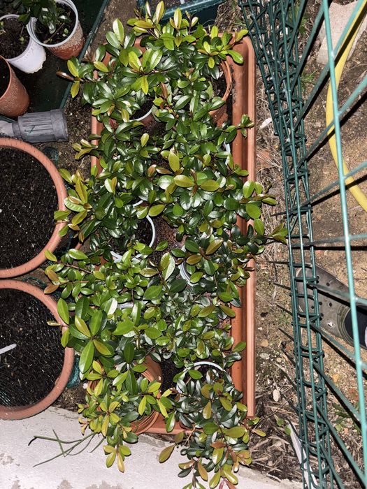 Eugenias (rebentos e sementes) para sebes e arbustos