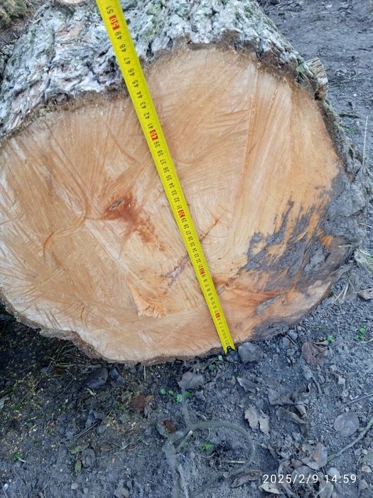 Кругляк   груша ...