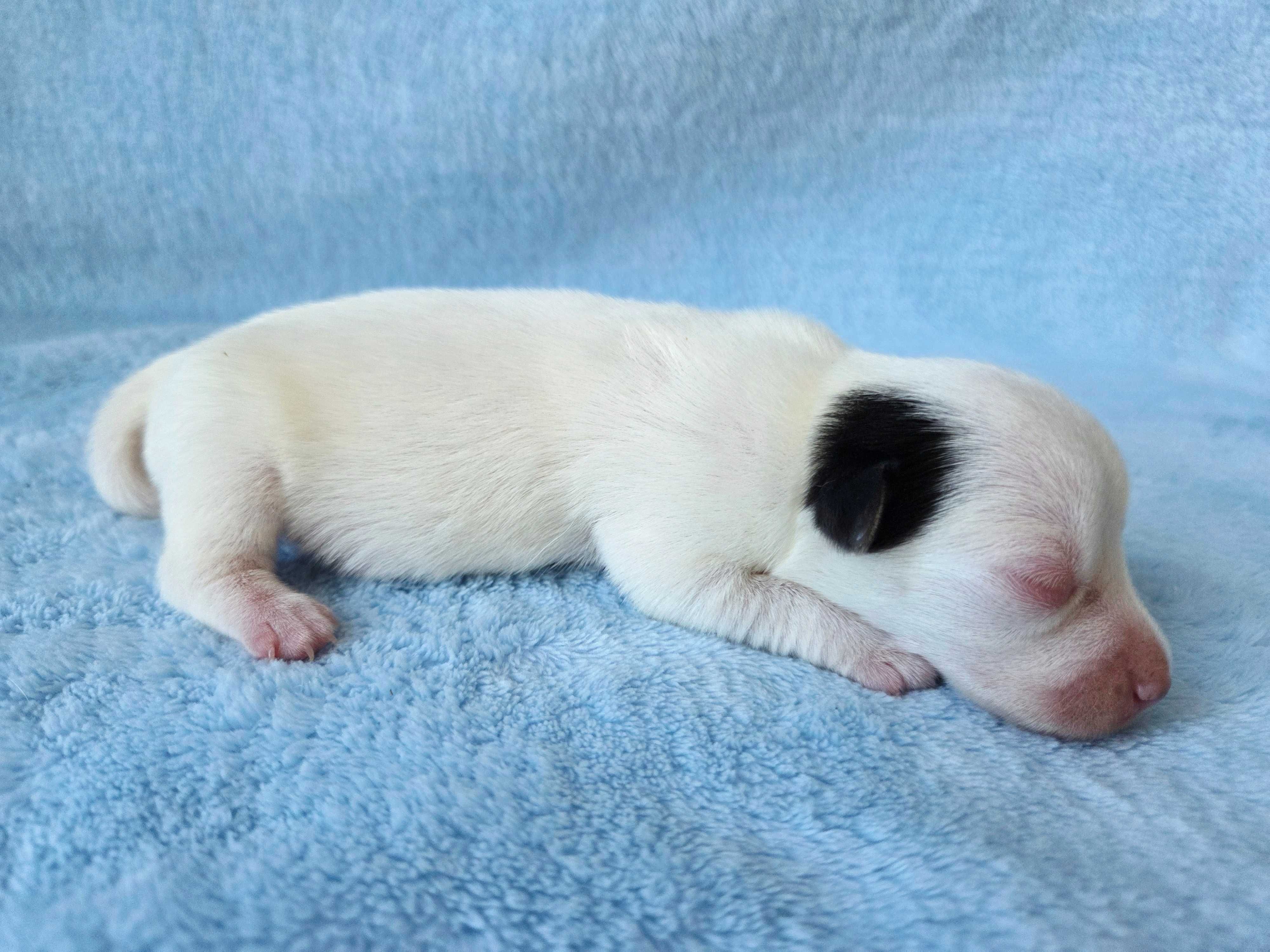 Jack Russell Terrier suczka gładkowłosa 2
