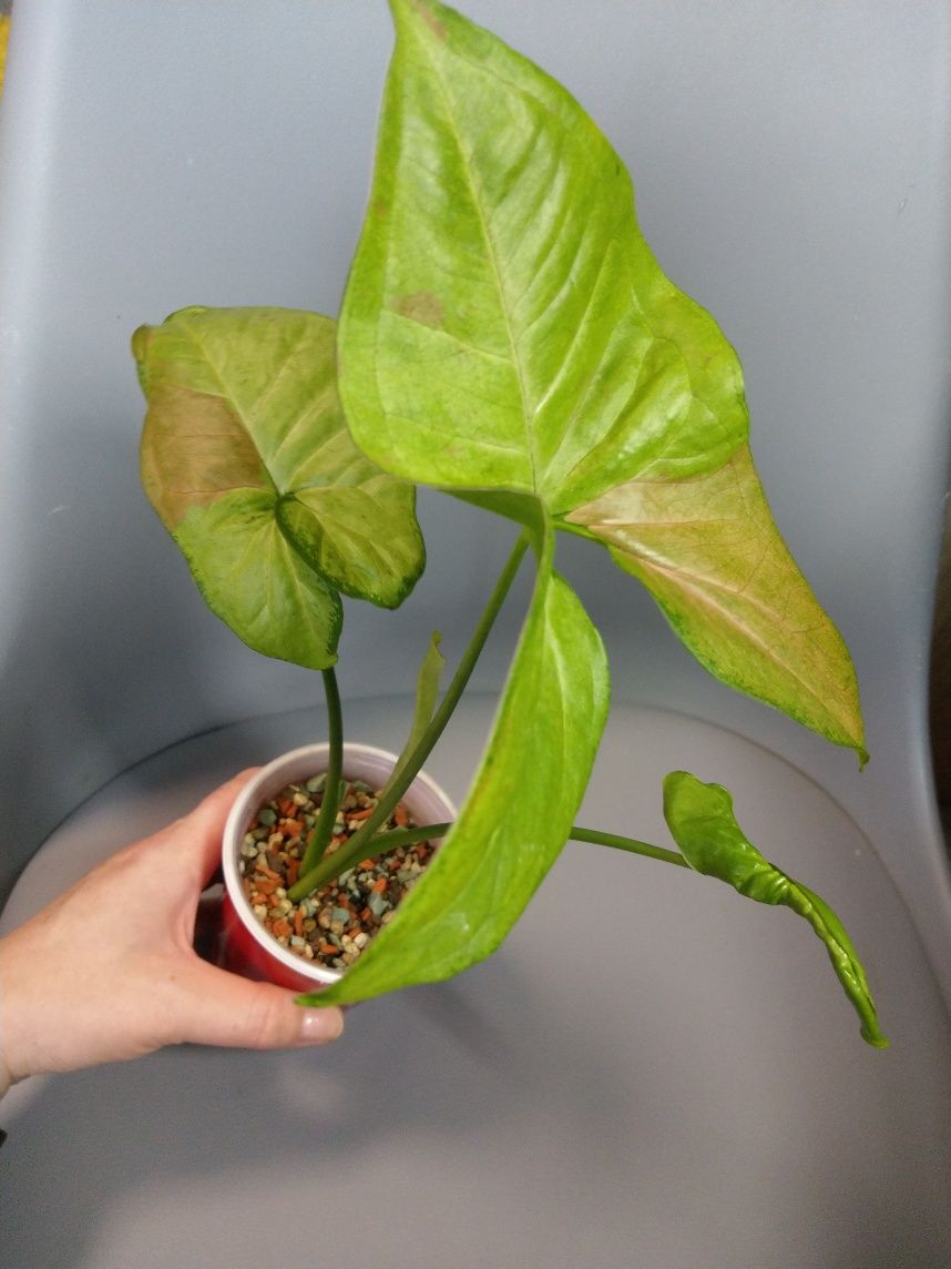 Syngonium Milk Confetti