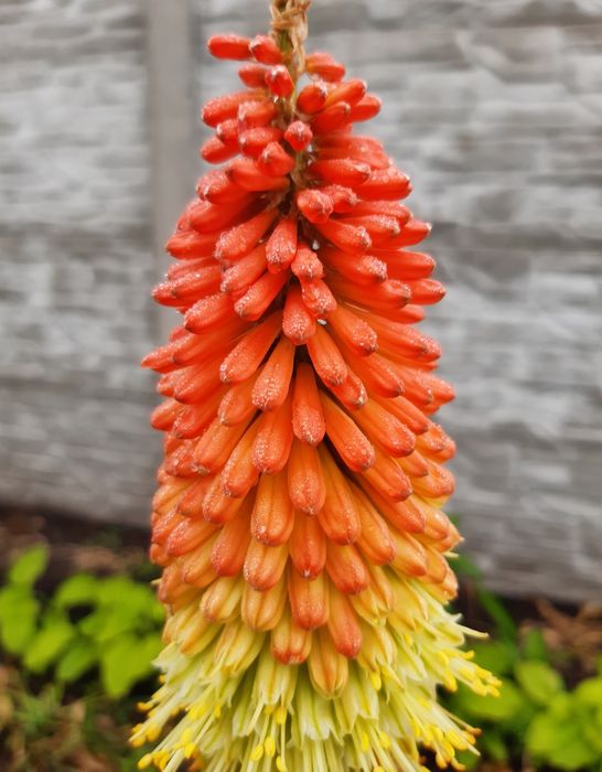 Продам лаванду і лавандин