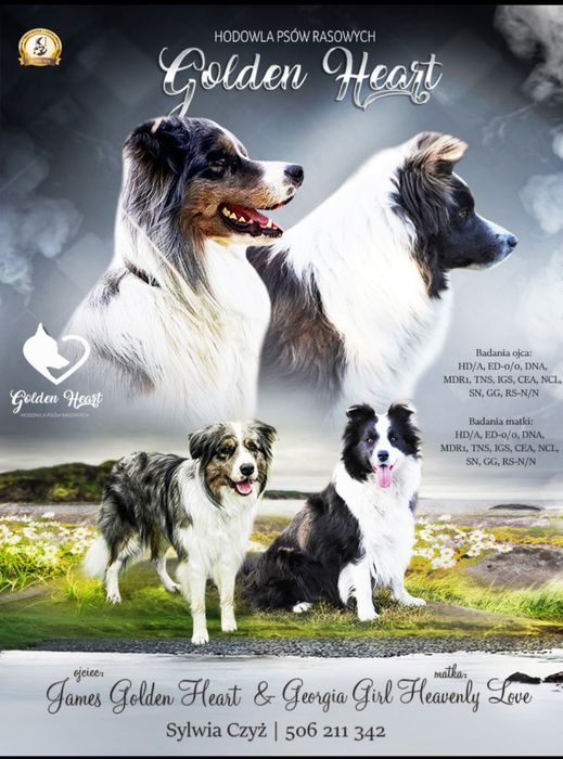 Border collie zapowiedź miotu