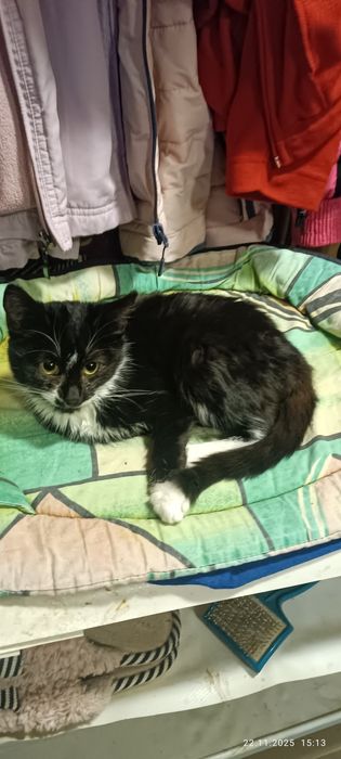 Две стилиризованные сестрички ищут дом один на двоих.