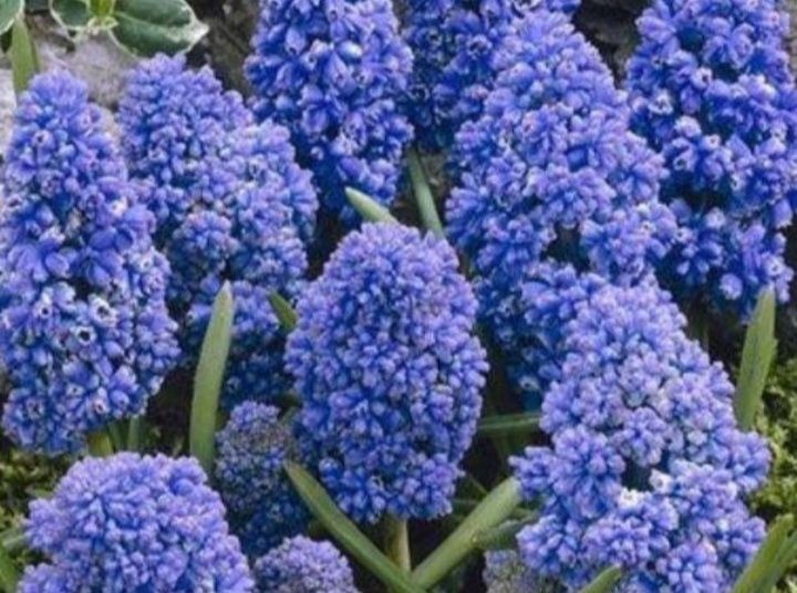 Цибулини  мускарі Синій шип Нідерланди