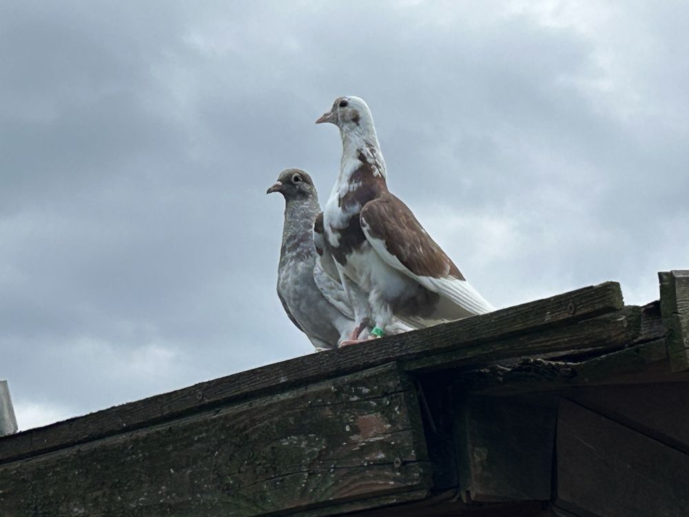 Gołębie ozdobne. Kumru tureckie.